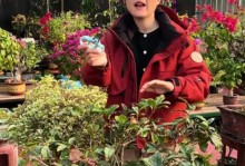 桂花叶尖枯焦的治愈方法（保持湿润，防止干旱）