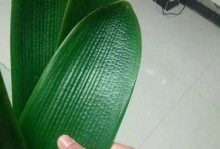 如何保护秋天即将黄叶的花卉？（了解关键要点，让花卉延长盛开的时间）