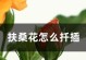 以扶桑花怎么扦插才能活得更快？（简单技巧帮助你成功扦插扶桑花）