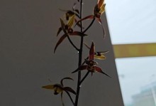 墨兰根干枯的原因及解决方法（墨兰根干枯的诊断与治疗，）
