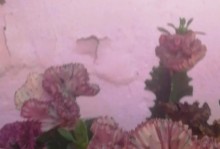 金刚纂花养护指南（打造绚丽花园的必备技巧）