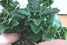 以长寿花扦插时土质需要湿的原因及注意事项（湿土对长寿花扦插的影响及如何保持适宜的土壤湿度）