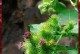 牛蒡——一种营养丰富的蔬菜（了解牛蒡的植物类别和营养价值）
