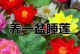 如何成功种植睡莲花？（掌握关键步骤，打造美丽水景）