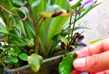 蟹爪兰开花后的扦插技巧（摘下蟹爪兰花朵后如何进行扦插，让它再次开出美丽的花朵）