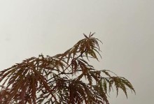 枫树换盆后的浇水技巧（让你的枫树茁壮成长，正确把握浇水时机）