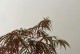 枫树换盆后的浇水技巧（让你的枫树茁壮成长，正确把握浇水时机）