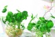 玻璃瓶里的花草世界（用创意装点家居的新方式）