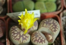 生石花土配制方法详解（制作高品质盆栽的秘诀）