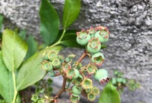 蓝莓种植与养护指南（打造丰收的蓝莓园，轻松享受甜蜜果实）