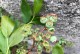 蓝莓种植与养护指南（打造丰收的蓝莓园，轻松享受甜蜜果实）