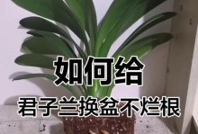 君子兰的移盆技巧（打造健康君子兰，从正确的移盆开始）