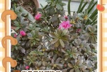 康乃馨叶子白了怎么治理？（康乃馨叶子白了应该怎么办，快来看看解决方法吧！）