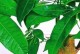 如何用适合的土种植发财树？（发财树的养护与土壤选择）