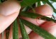 如何处理发焦的袖珍竹叶子（快速恢复健康的竹叶子护理方法）