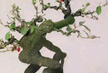 盆景枸杞子的养护要点（打造健康生长的盆景枸杞，关键在于科学养护）