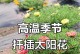 以太阳花的繁殖与扦插技巧（探寻以太阳花扦插的秘密，让花园绽放金色的夏天）