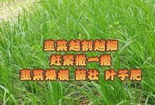 韭菜生长的条件与特点（探究韭菜的适宜环境和栽培技巧，打造优质韭菜园）