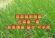 韭菜生长的条件与特点（探究韭菜的适宜环境和栽培技巧，打造优质韭菜园）