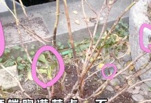 绣球花的冬季护理指南（保持绚丽花朵的秘诀及适应寒冷天气的关键）