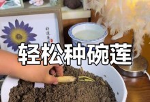 观赏碗莲的种植方法（轻松学会种植碗莲，打造私人水景花园）