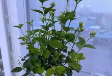 如何养护刚刚种下的茉莉花（新手花园爱好者必看的茉莉花种植养护指南）