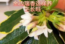 金边瑞香还是青叶瑞香，到底哪个好养？（考虑到生长环境和养护要求，这1个可以帮你做出选择！）