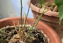 文竹根枯黄了怎么办？（有效的护理方法让文竹恢复绿意）