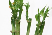 富贵竹的位置选择与财运之间的关系（探寻富贵竹摆放位置对财运的影响）