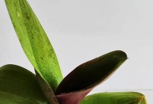 如何让蝴蝶兰长出第二花剑（掌握关键技巧，让蝴蝶兰盛开不止）