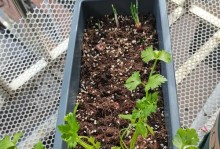 芹菜种子发芽需要多长时间？（了解芹菜种子的发芽时间和影响因素）