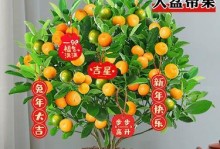 金桔家庭养殖指南（简单易学的金桔养殖方法，让您家里也有美丽的金桔树）