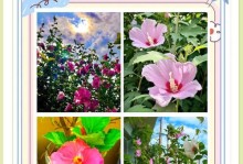 冬季如何养殖木槿花（木槿花的冬季保养技巧）