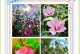 冬季如何养殖木槿花（木槿花的冬季保养技巧）