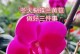 冬天蝴蝶兰叶子黄了怎么办（冬季蝴蝶兰叶子变黄的原因及处理方法）