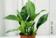 如何正确养护大叶植物（科学方法让大叶植物持久生机焕发）