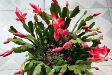 蟹爪兰盆景大全集（欣赏、养护和培育蟹爪兰的全面指南）