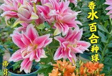 如何科学养护百合花（水中添加的关键元素和方法详解）