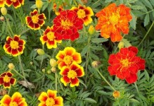 金盏菊是否能在冬天开花？（探究金盏菊在冬季的生长情况）