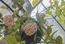 春季球兰养护指南（打造迷人花园，学会如何精心呵护球兰）