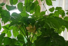 发财树开花后的护理方法（让你的发财树更加茂盛生长）