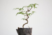 用盆景养鸡爪（培养绿色灵感）