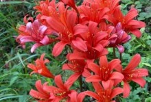 石蒜花的养殖方法与注意事项（打造美丽花园的关键-石蒜花的全面养护）