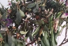 杜鹃花枯萎怎么办？（拯救你家的杜鹃花的有效方法与技巧）