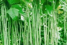 大豆是双子叶植物吗？（探究大豆的生物分类）