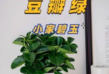 揭秘豆瓣绿叶子掉落背后的原因（解读豆瓣绿叶子掉落现象，保护植物生态平衡的关键）
