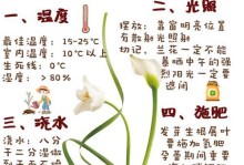 兰花暴晒的护理方法（教你如何应对兰花暴晒问题，让它重新焕发生机）