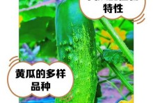 黄瓜（生长习性、品种分类、营养价值、栽培技巧）