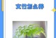 文竹的播种与繁殖（探索文竹的繁殖方法，让您轻松打造绿色家园）