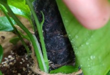 绿萝柱的扦插技巧与繁殖方法（掌握正确的扦插技巧，轻松繁殖健康的绿萝柱）